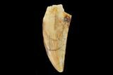 Serrated, Raptor Tooth - Real Dinosaur Tooth #133426-1